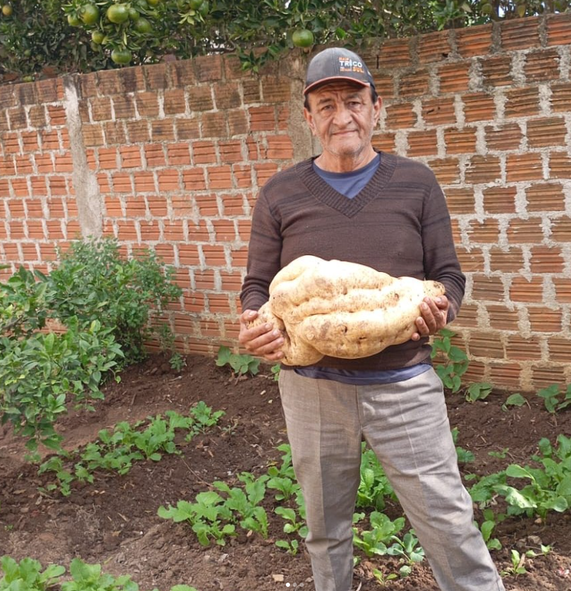 Produtor de Piratini colhe batatas-doces gigantes
