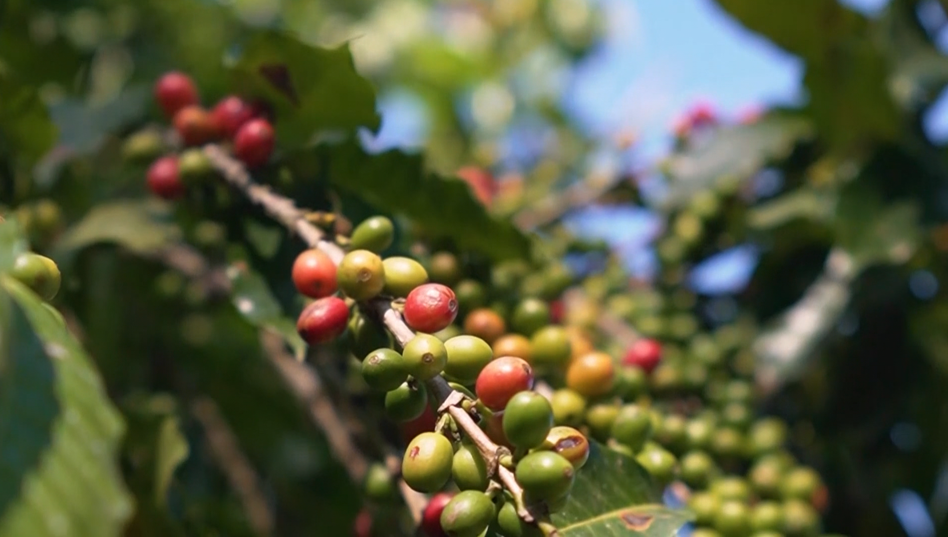 Rastreabilidade e boas práticas ESG mantêm diferencial estratégico do setor cafeeiro no Brasil