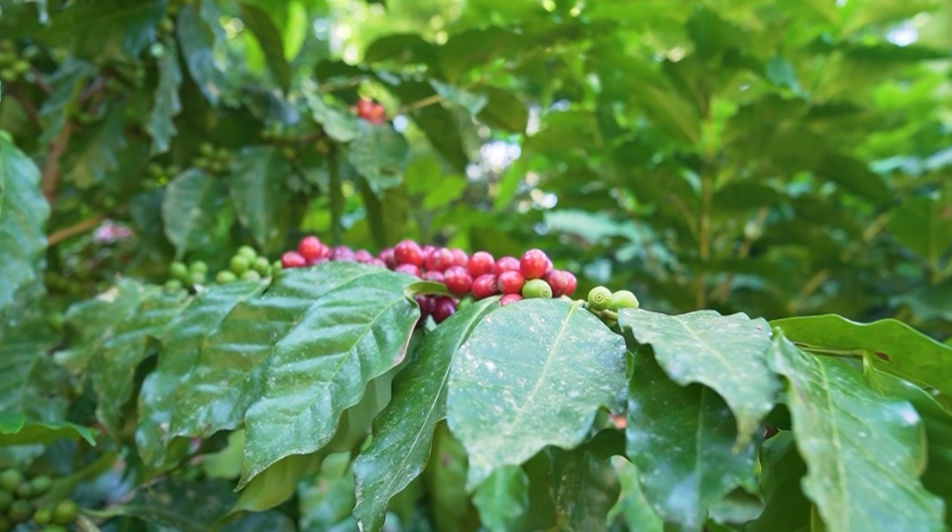Acordo Mercosul-UE: café brasileiro terá tarifa zero na Europa em até cinco anos