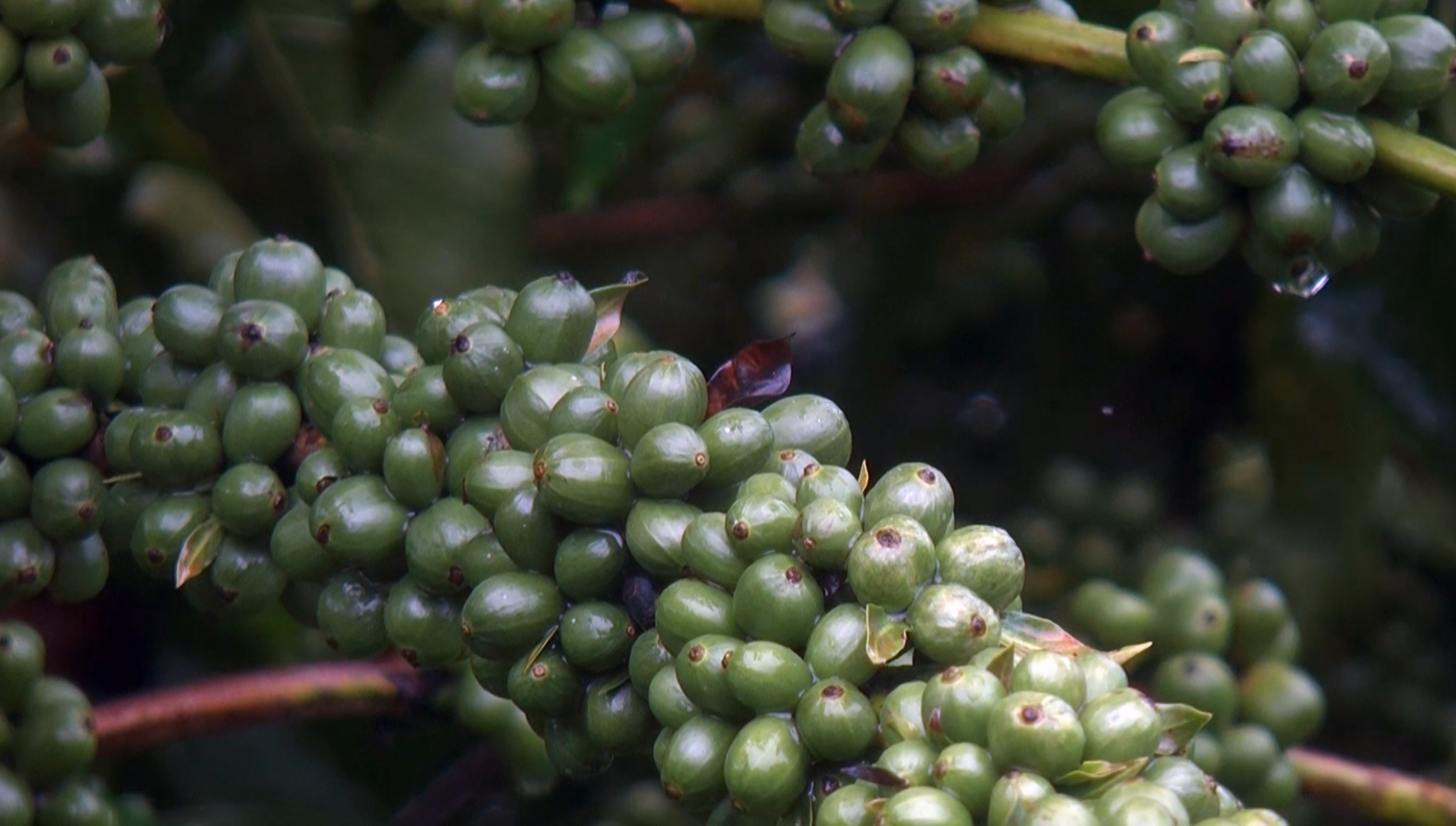Espírito Santo projeta produção recorde de café em 2025