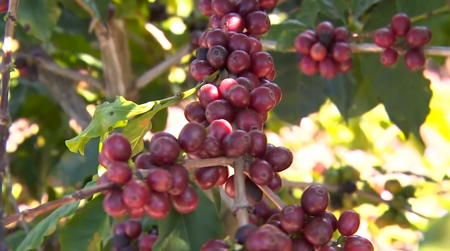 Safra de café 2026/27 no Brasil caminha para recorde histórico