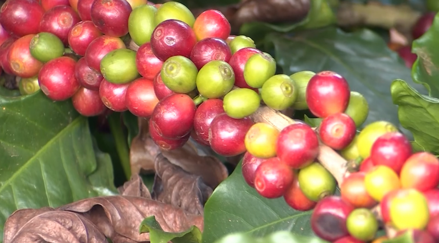 Produção de café canéfora avança em novas regiões brasileiras