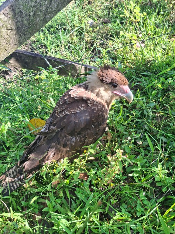 Filhote de carcará-do-norte é resgatado pelo Ibama