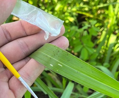 Carrapato-do-boi: desafio de R$ 15 bilhões para a pecuária brasileira