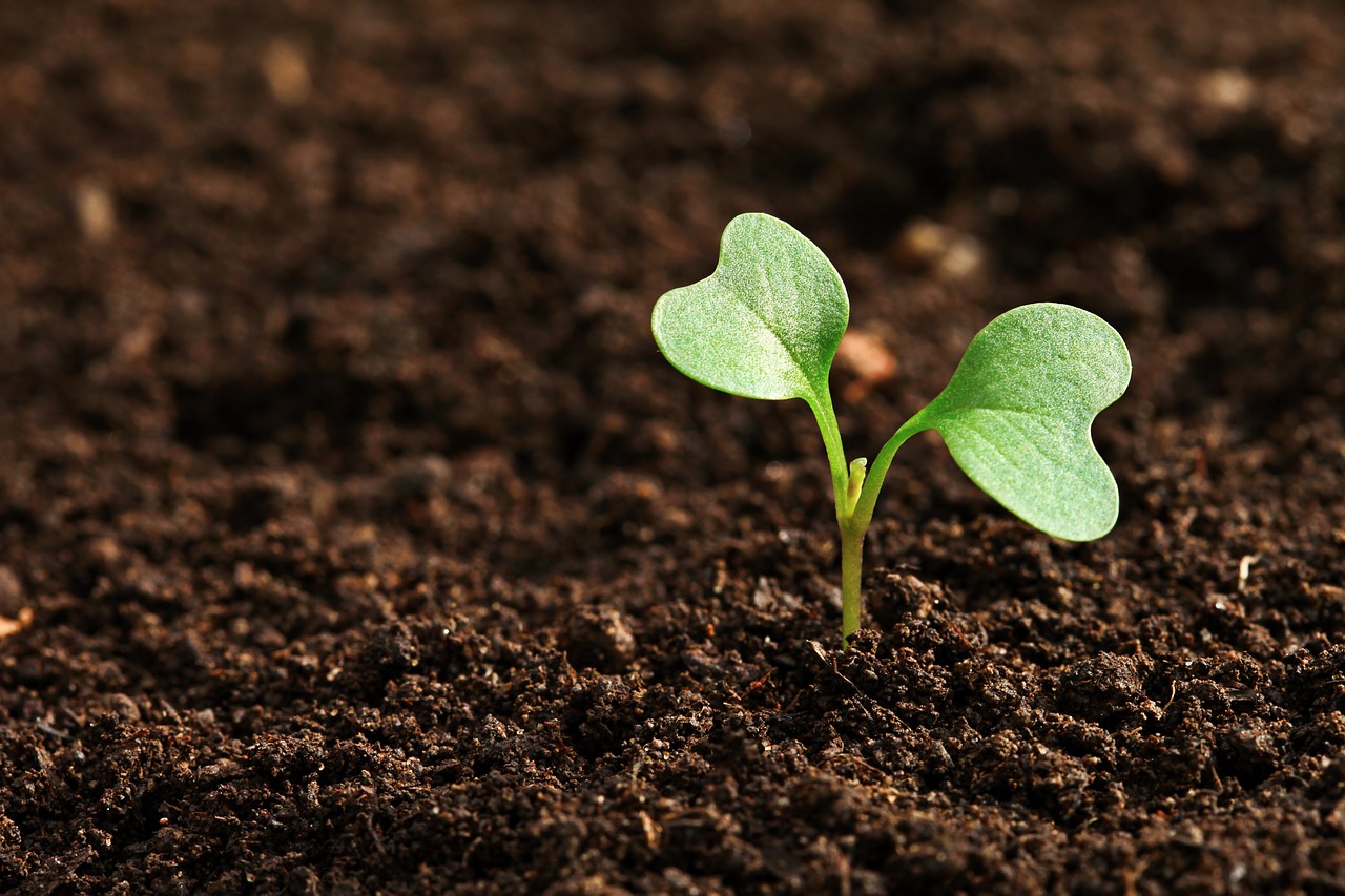 Entenda o que é bioprospecção e sua importância
