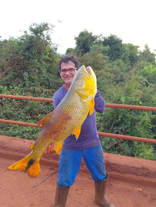 Pescador fisga dourado de 14,5 kg no Rio Sapucaí