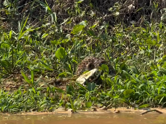 Duelo de gigantes no Pantanal: onça enfrenta jacaré em cena rara