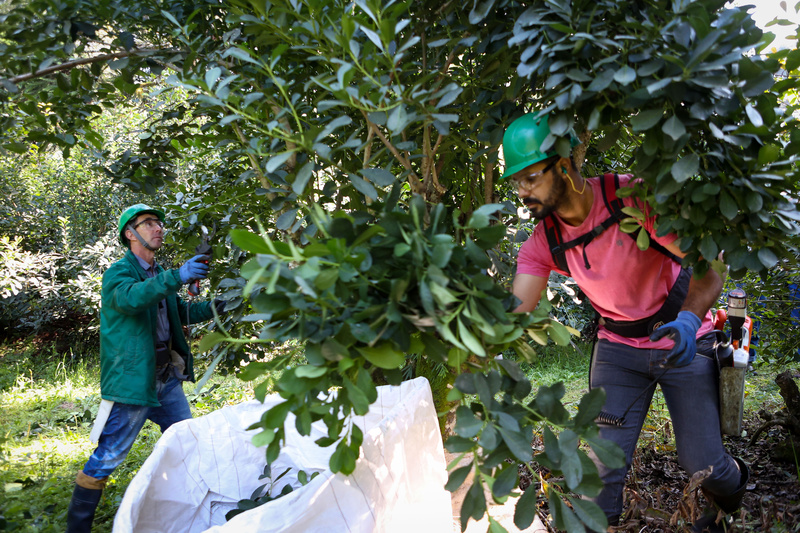 Cultivo de erva-mate do Paraná é Patrimônio Agrícola Mundial