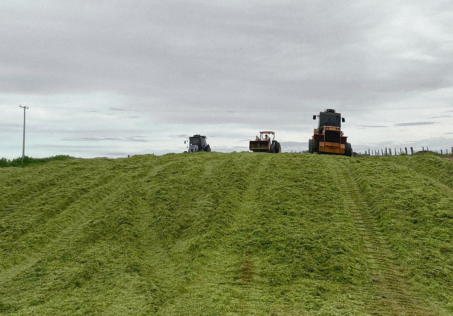 Silagem de qualidade aumenta a produtividade do rebanho