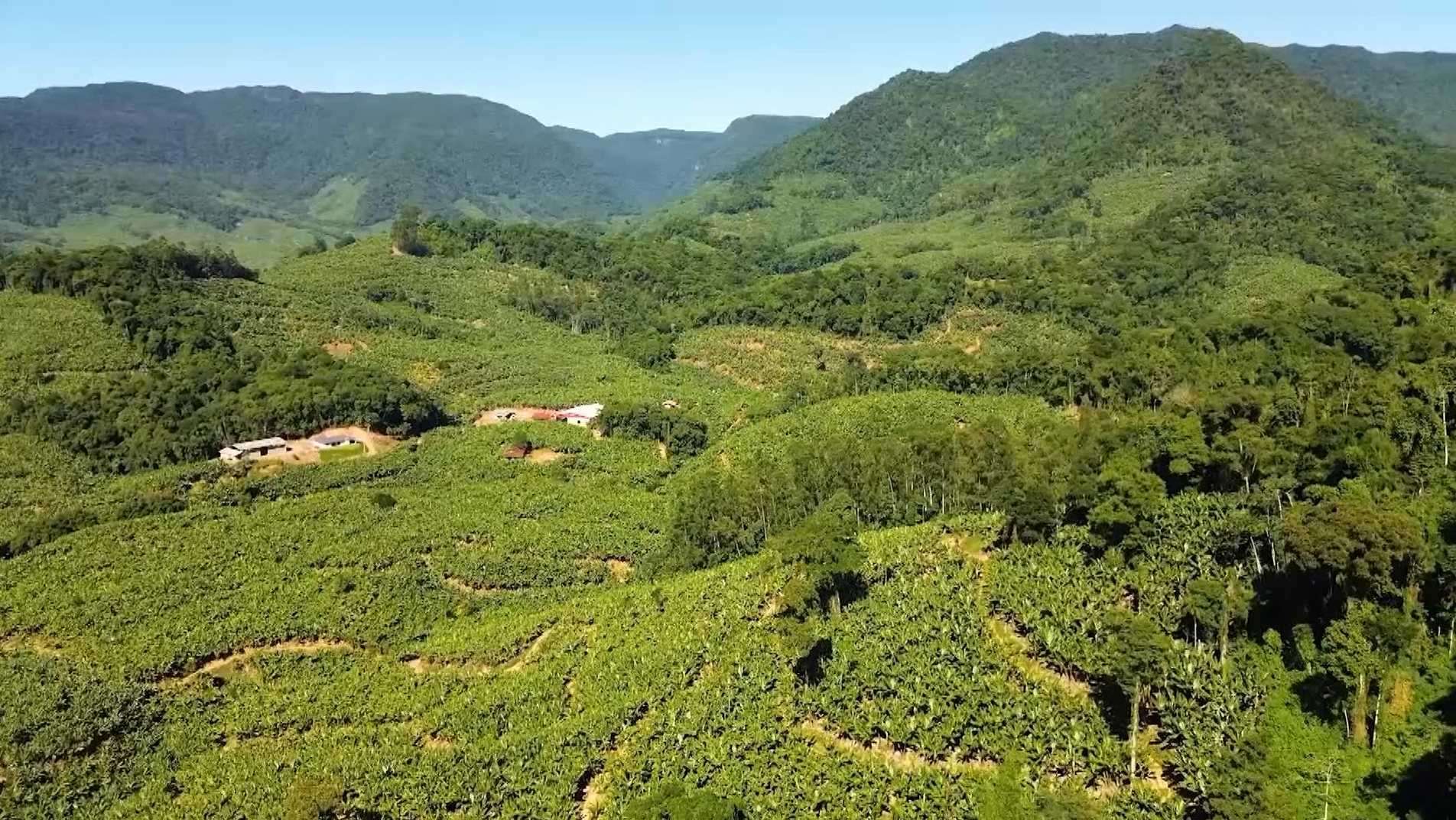 Brasil registra crescimento na área tratada com defensivos agrícolas