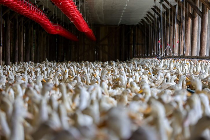 Gripe aviária: Santa Catarina investiga caso suspeito