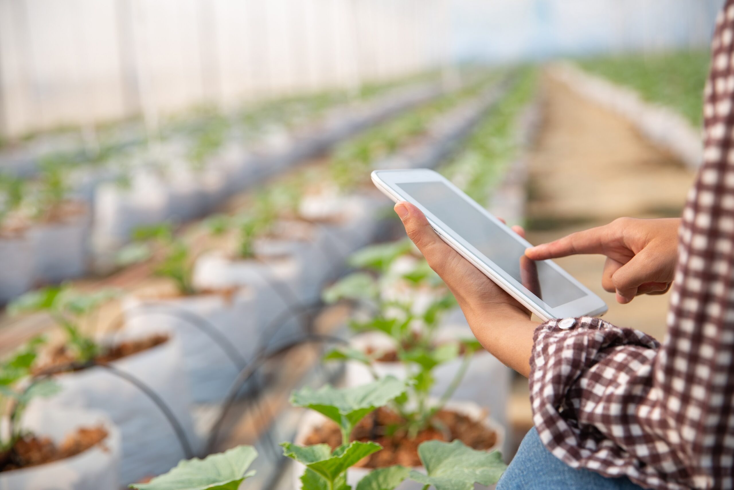Inteligência Artificial no agronegócio é um caminho sem volta