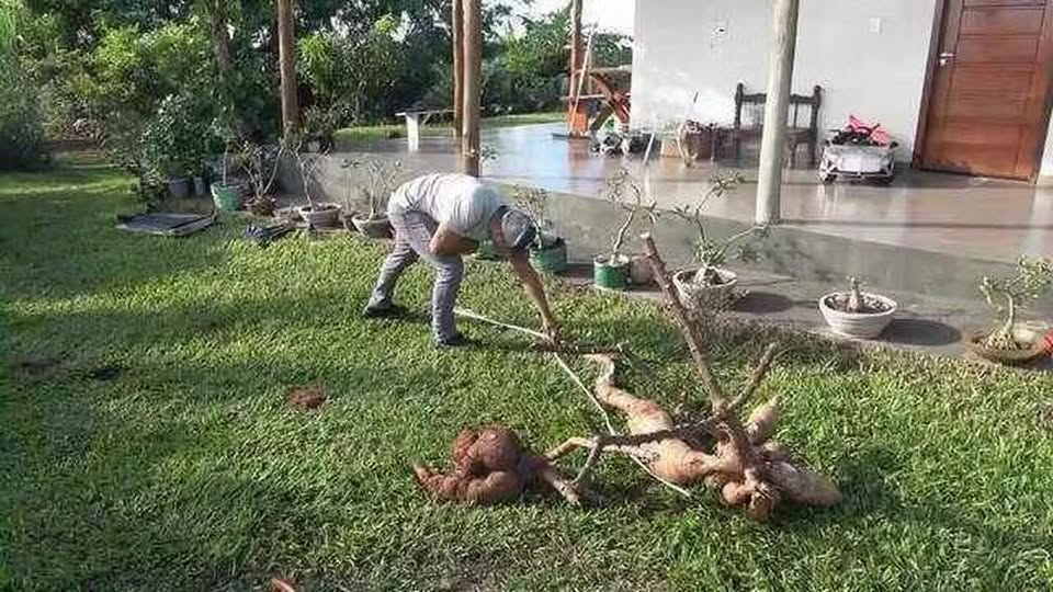 Mandioca gigante de 2,8 metros surpreende agricultores