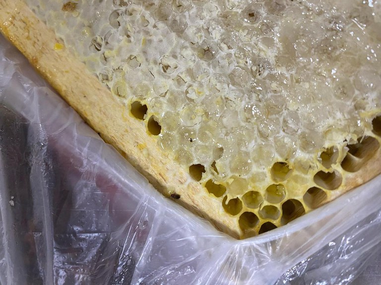 Brasil barra entrada de besouro que ameaça abelhas