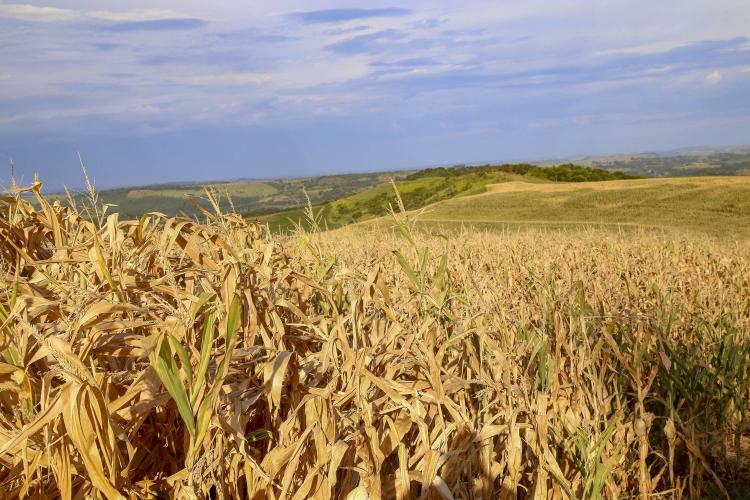 Estiagem: Paraná declara situação de emergência