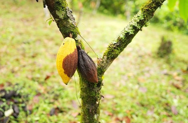 Comissão debate risco da monilíase para a produção de cacau no Brasil