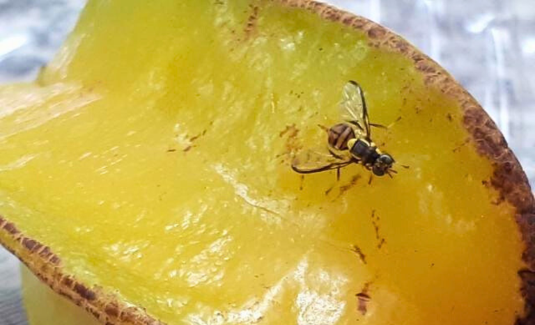 Mosca-da-carambola: praga ameaça fruticultura brasileira e mundial