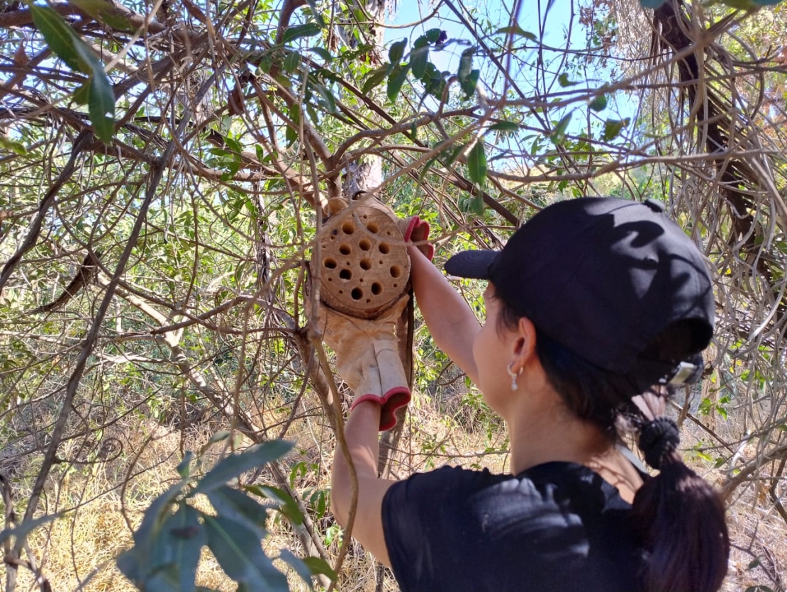 Abelhas solitárias: projeto protege polinizadoras essenciais para a biodiversidade