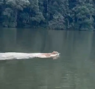 Flagrante: onça-parda nadando na Represa do Vargedo, em Ibiúna