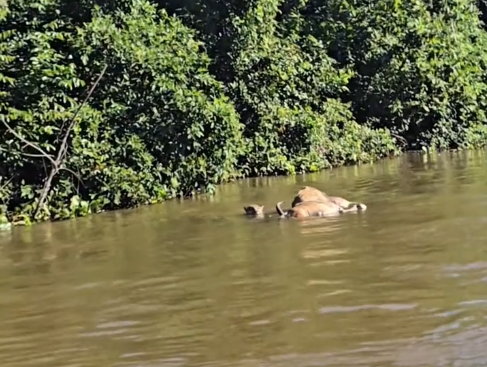 Onça-pintada é flagrada arrastando boi no Pantanal
