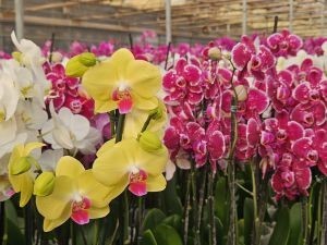 Dia das Mães anima produtores de flores