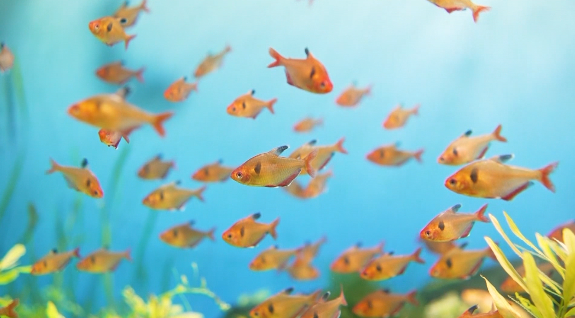 Peixes do ES apresentam deformidades após o desastre de Mariana, diz pesquisa