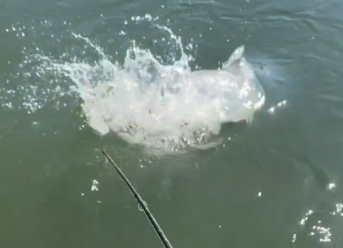 Pescador fisga cachorra gigante no Rio Teles Pires