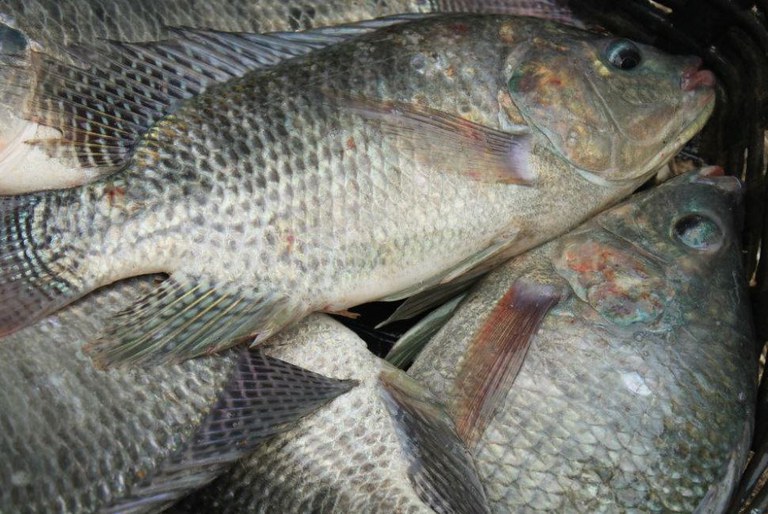 Como o Vietnã se tornou gigante mundial na produção de peixe