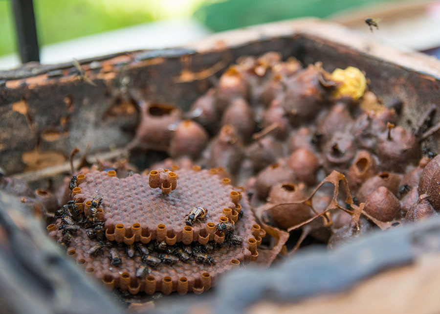 Própolis de abelha da Amazônia cicatriza feridas e reduz inflamação