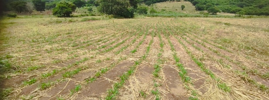 Técnica de alimentação revoluciona a pecuária leiteira no Vale do Jequitinhonha
