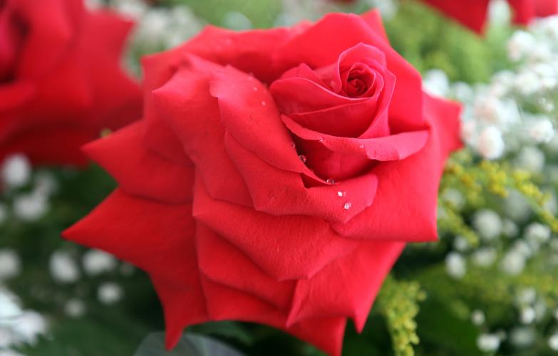 Dia das Mães: Paraná produz 265,8 mil dúzias de rosas