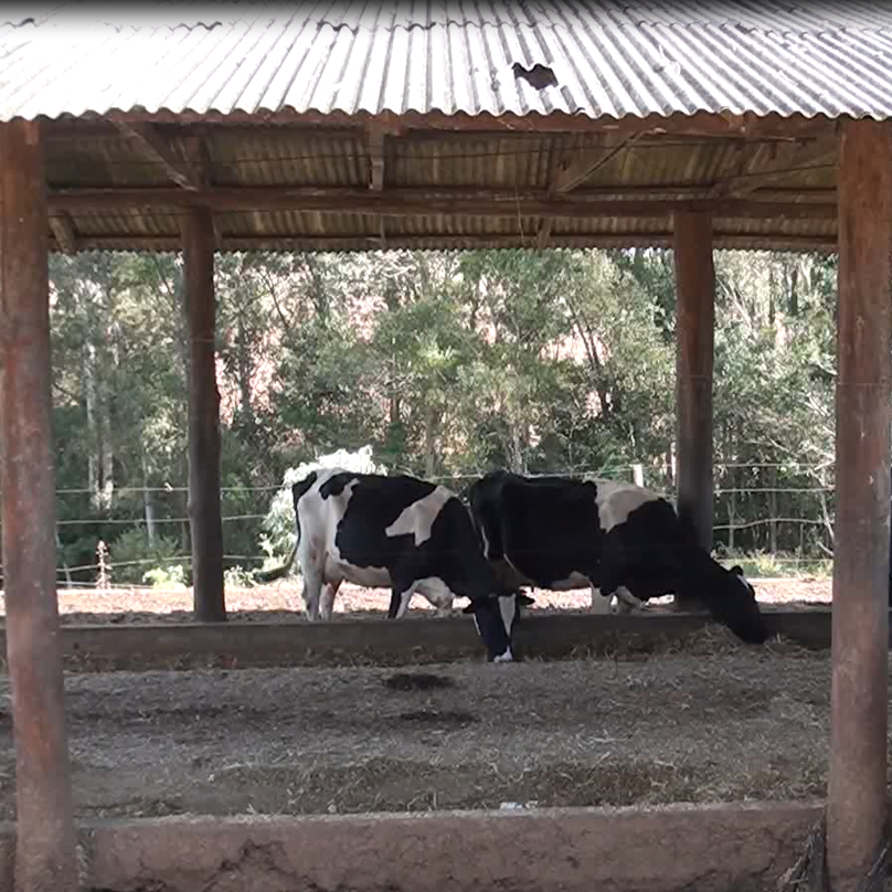 Silagem de inverno é alternativa para produção de leite na Região Sul