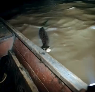 Pescador flagra sucuri gigante tentando subir em canoa no rio