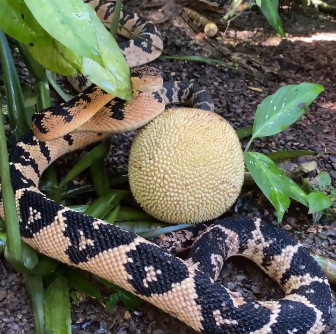 Serpentes: saiba porque a surucucu-pico-de-jaca tem esse nome