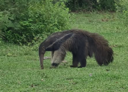 Alerta : Influenza A é detectada em tamanduás-bandeira do Pantanal