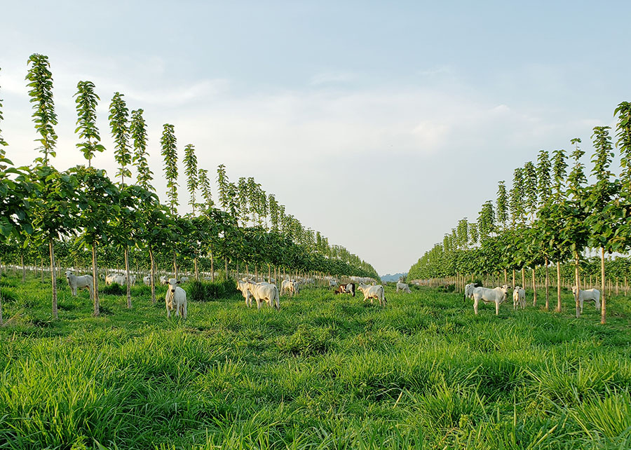 Sistema BoiTeca: nova técnica integra pecuária e cultivo de teca