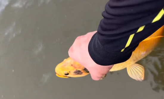 Traíra-amarela: pescador captura peixe raríssimo