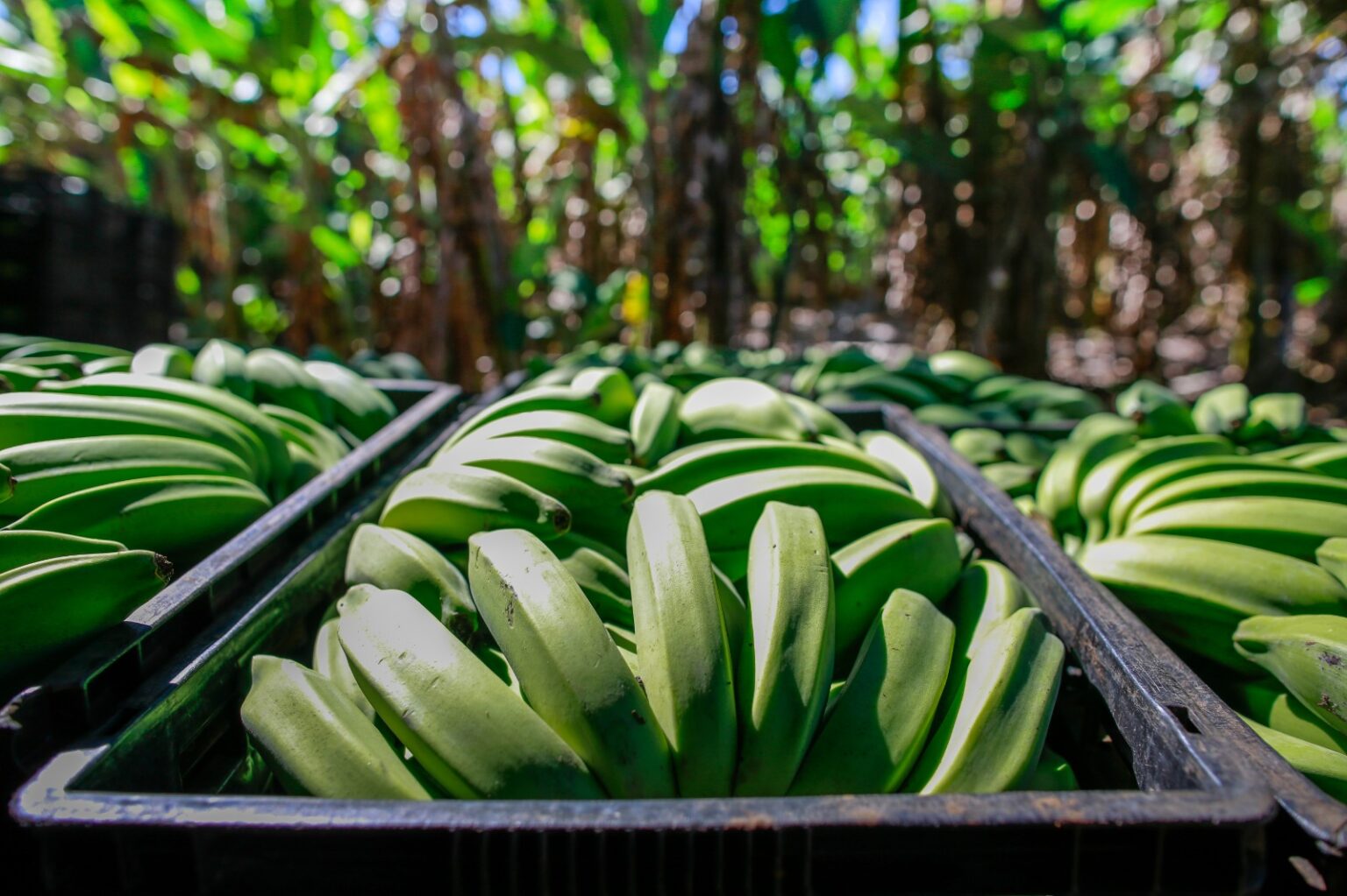 Rota da Banana fortalece produção e sustentabilidade em MT