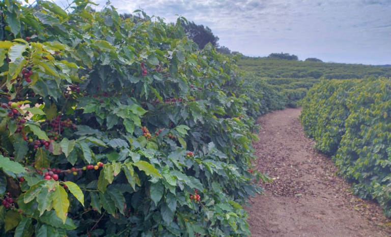 Café de Torrinha conquista indicação geográfica em São Paulo