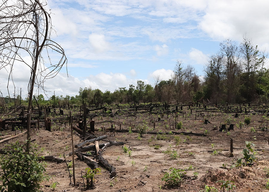 Amazônia ganha centro para recuperação de áreas desmatadas e degradadas