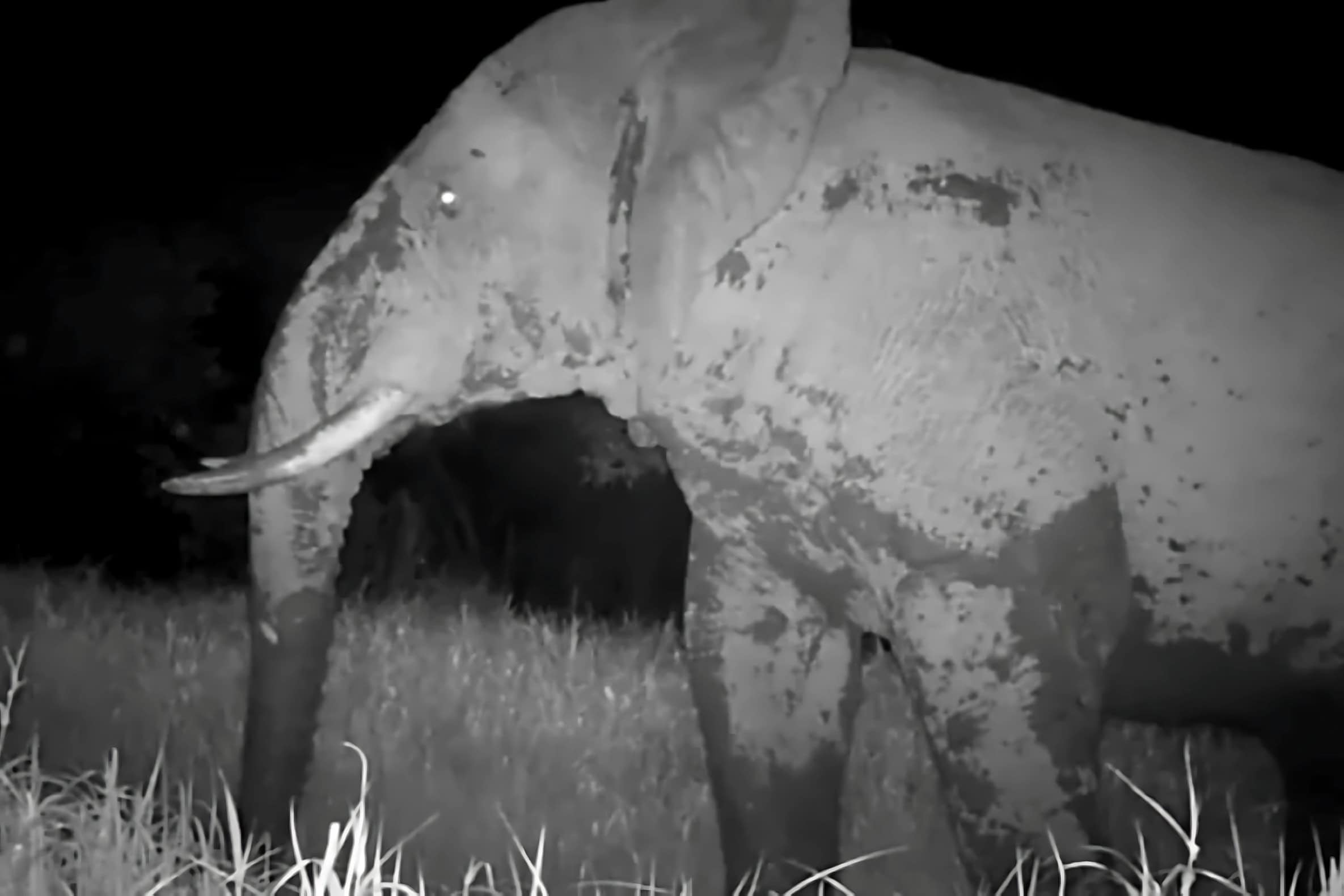 “Elefante Fantasma” é flagrado por câmera no Senegal