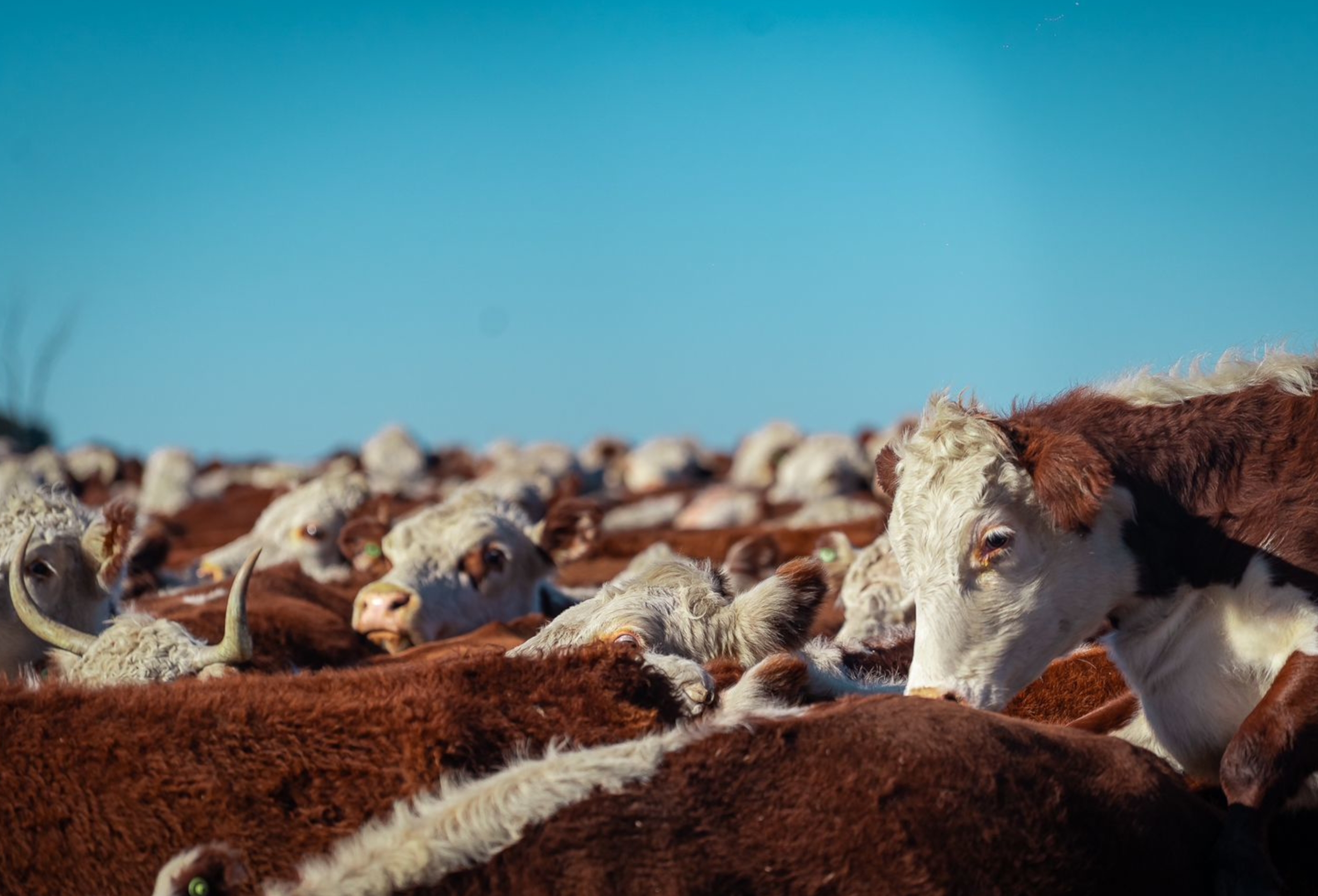 Gira Internacional Hereford destaca a importância da raça no Mercosul