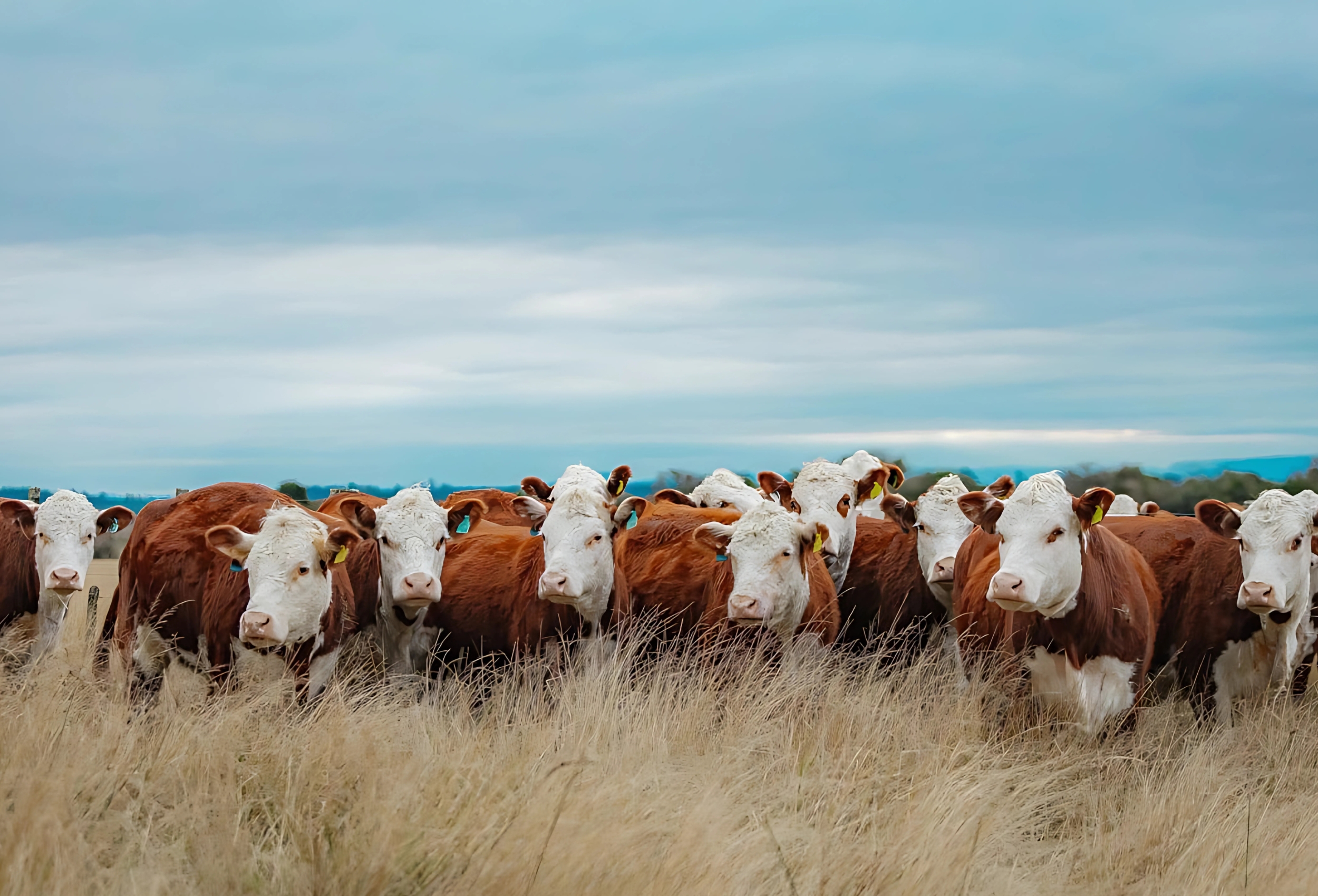Gira Internacional Hereford promove intercâmbio no Mercosul