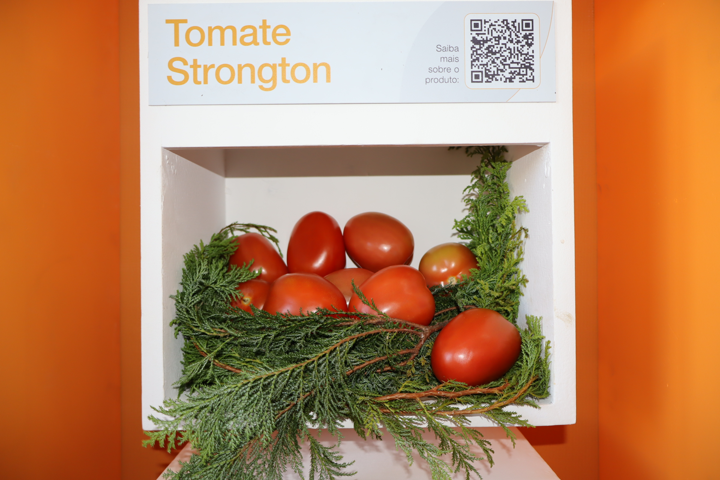BASF apresenta tomate com resistência inédita e melancia adaptada ao consumidor na Hortitec 2025