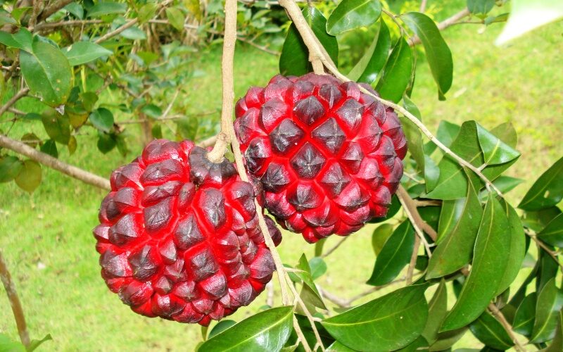 Pindaíba: a fruta que virou símbolo da escassez