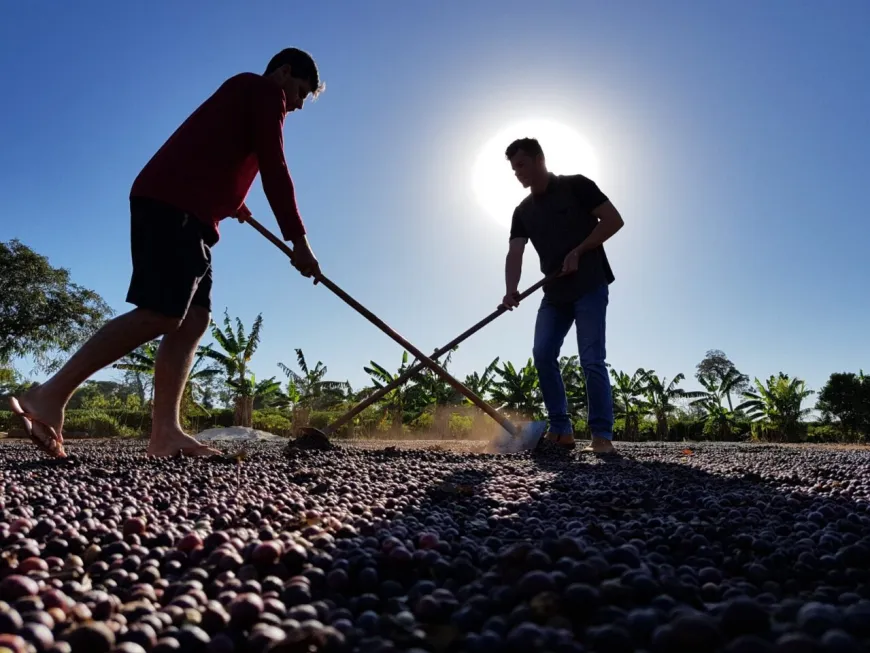 Investimento verde avança sobre terras degradadas e impulsiona o agro sustentável
