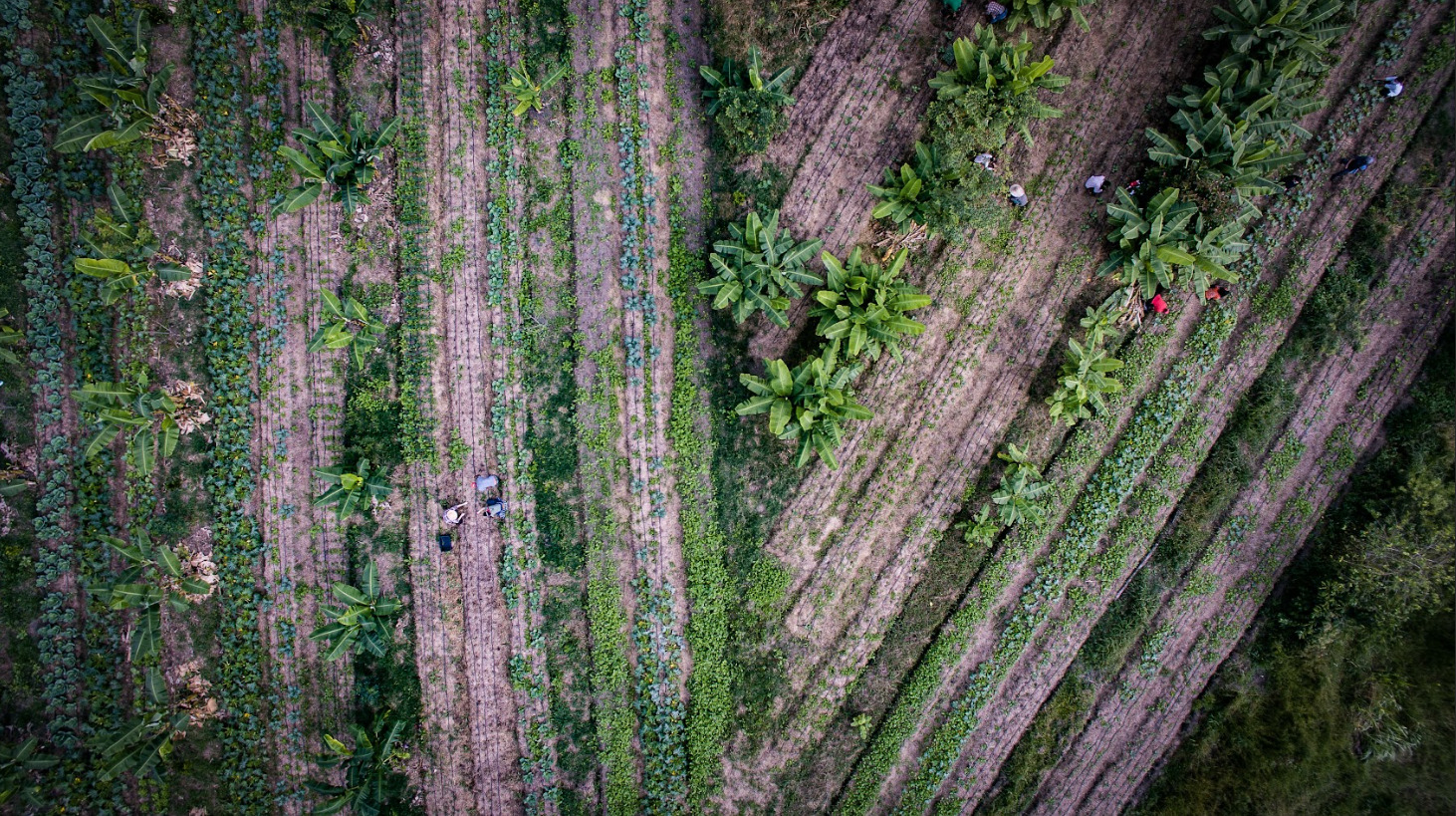 260 campos de futebol: projeto recupera Mata Atlântica com araucária