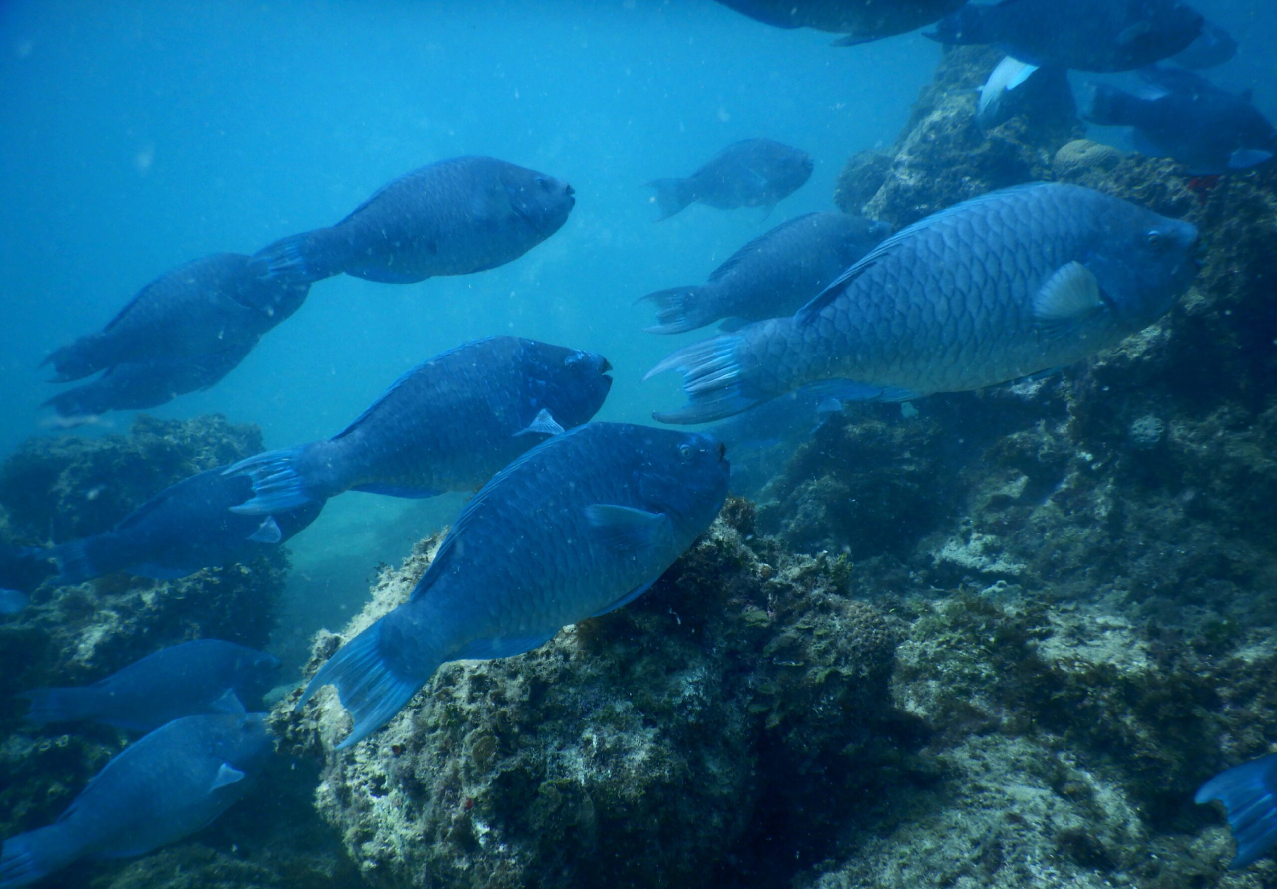 Estudo aponta declínio nas populações de peixes-papagaio no Brasil