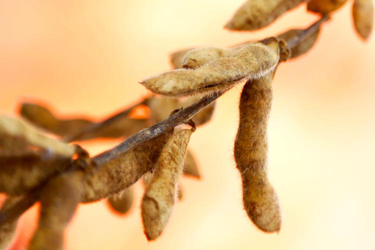 Vazio sanitário da soja começa em todo o Paraná