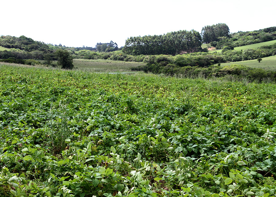 Custo dos fertilizantes pressiona margem do agronegócio